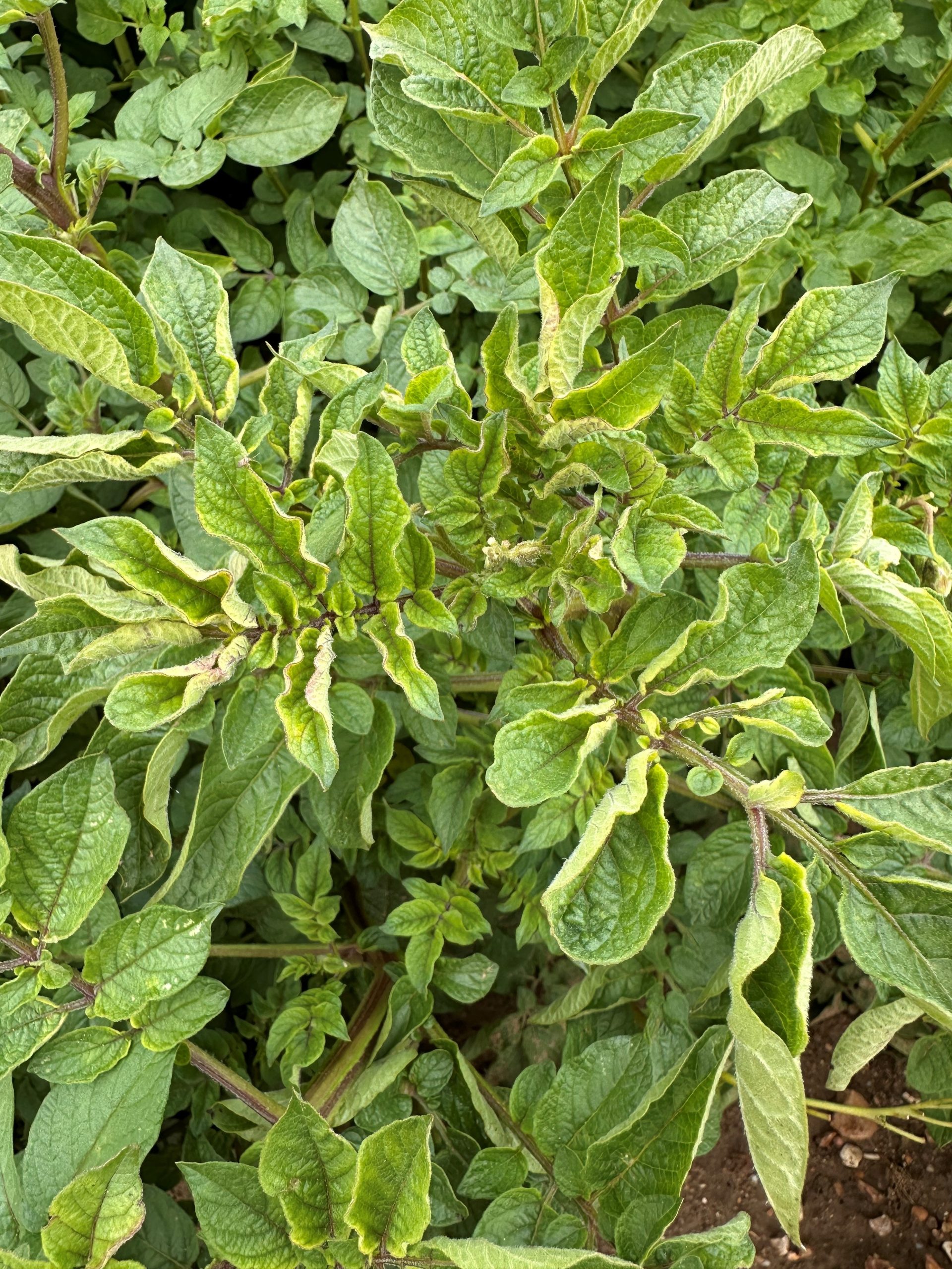 PLRV-infected commercial seed of M.piper and our disease-resistant plants