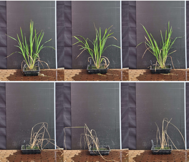 Alora rice trial - Heat tolerance