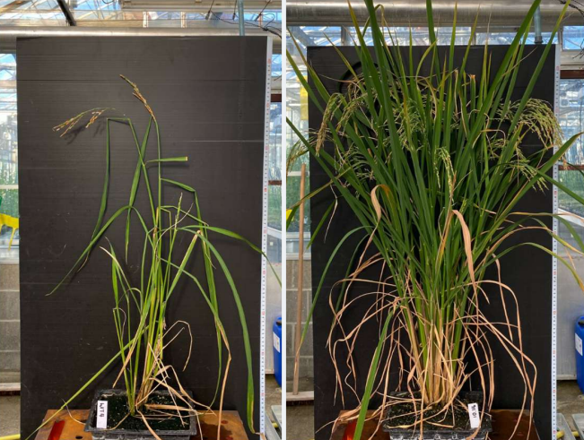 Alora rice trial - Heat tolerance